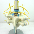 VERTEBRA06 (12389) медицинские науки увеличить Спинномозгового нерва анатомические модели, медицинские модели анатомии спинного мозга 